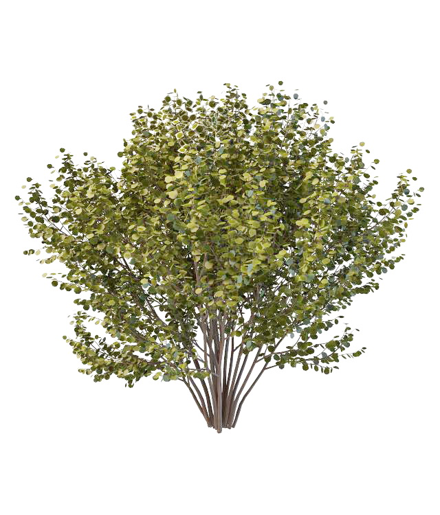 Large bushes for privacy 3d rendering