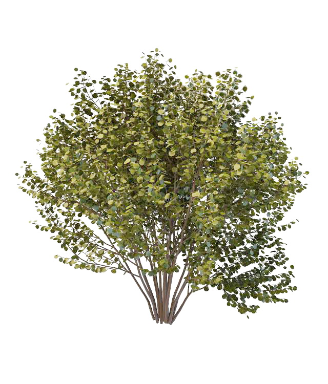 Large bushes for privacy 3d rendering