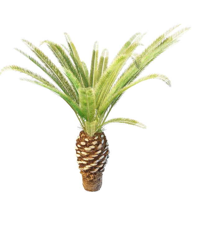 Queen sago palm 3d rendering