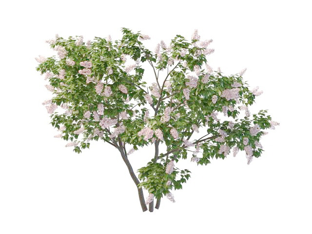 Pink perfume lilac bushes 3d rendering