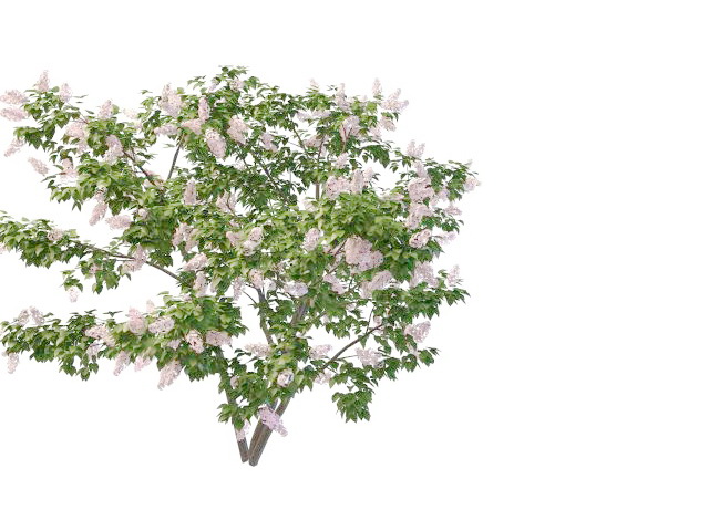 Pink perfume lilac bushes 3d rendering