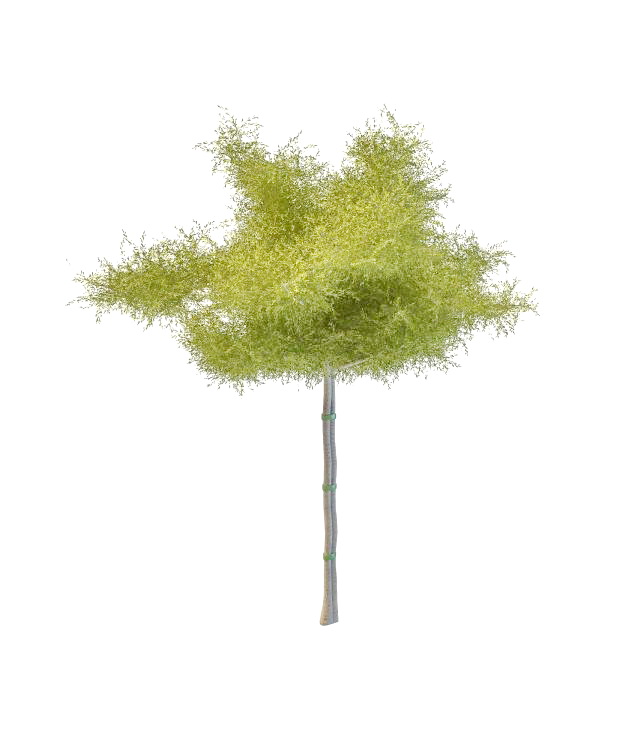 Ornamental tree for landscaping 3d rendering