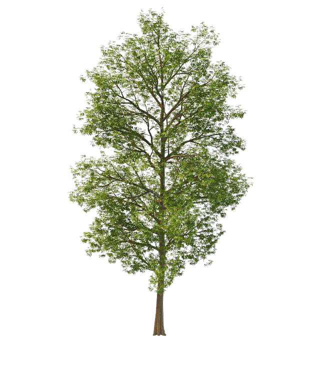 Bigtooth maple tree 3d rendering
