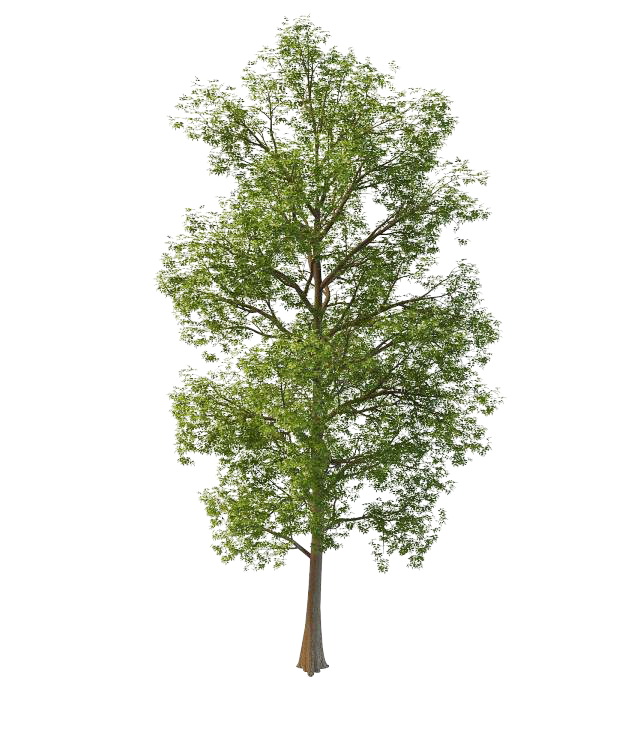 Bigtooth maple tree 3d rendering