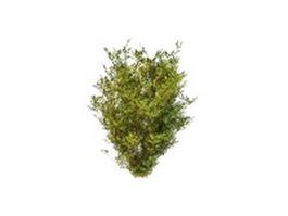 Dwarf ornamental evergreens 3d model preview