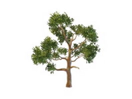 Eucalyptus gum tree 3d model preview