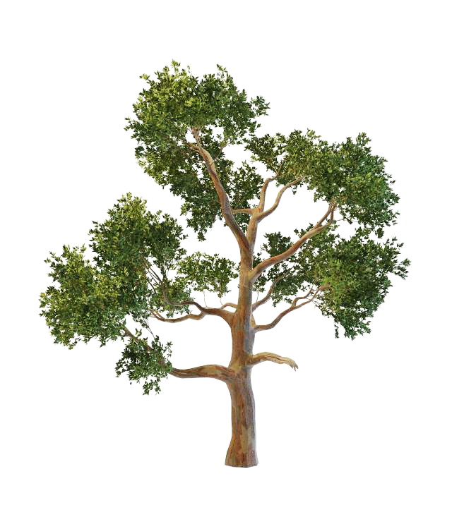 Eucalyptus gum tree 3d rendering