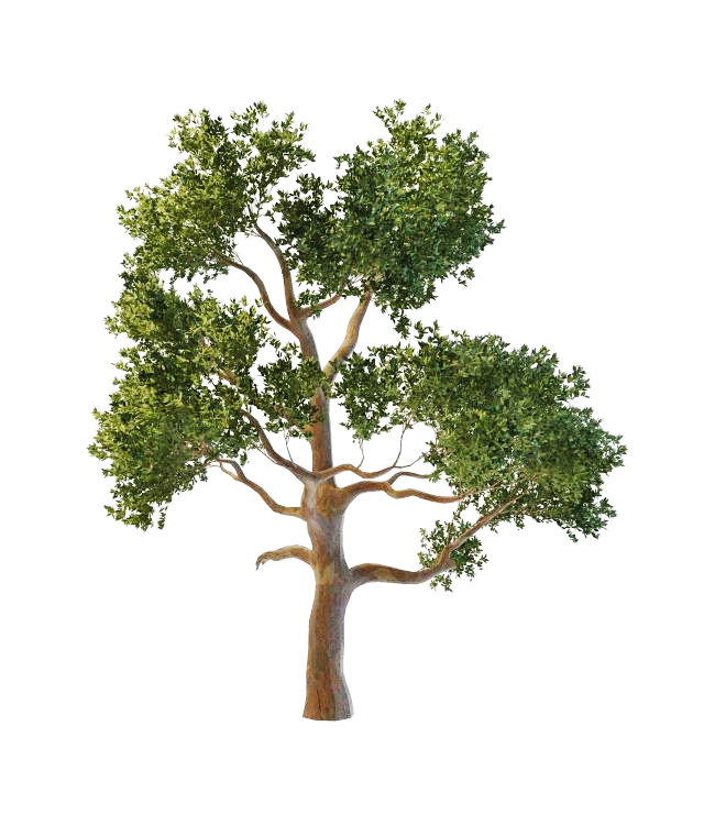 Eucalyptus gum tree 3d rendering