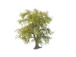 Common linden tree 3d model preview