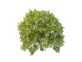Evergreen shrubs for landscaping 3d model preview