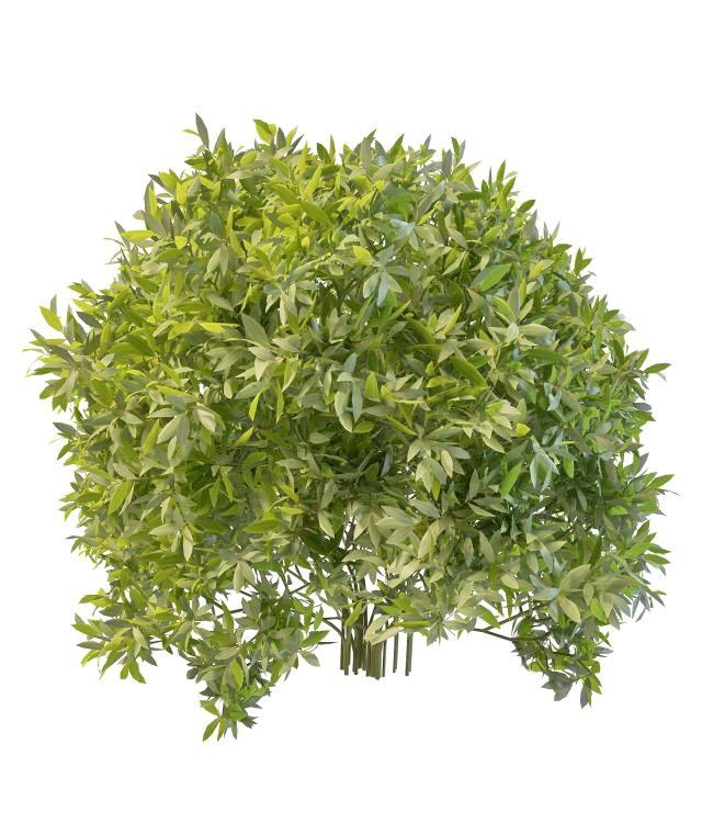Evergreen shrubs for landscaping 3d rendering