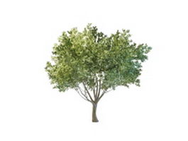 Backyard tree landscaping 3d model preview