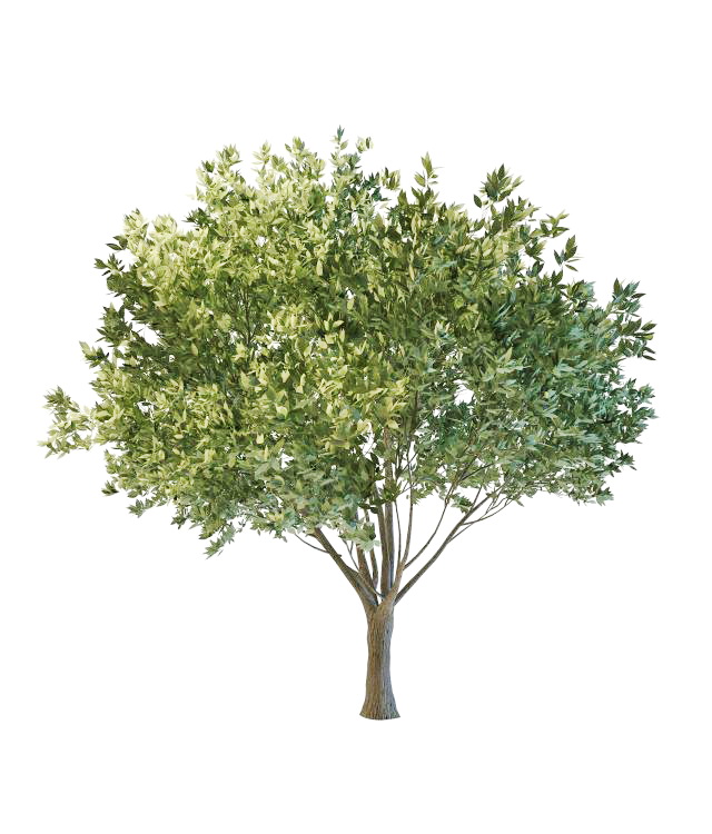 Backyard tree landscaping 3d rendering