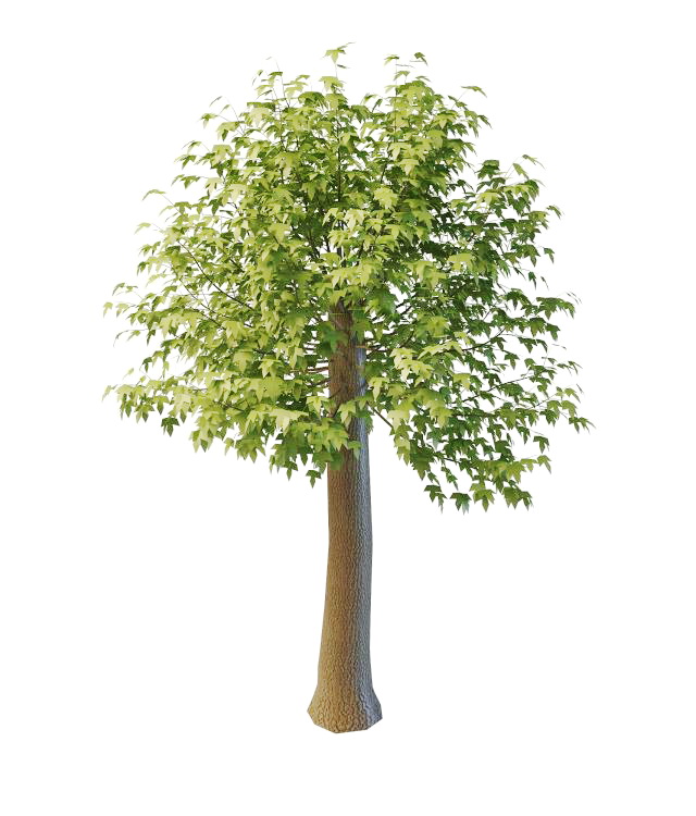 Trim maple tree 3d rendering