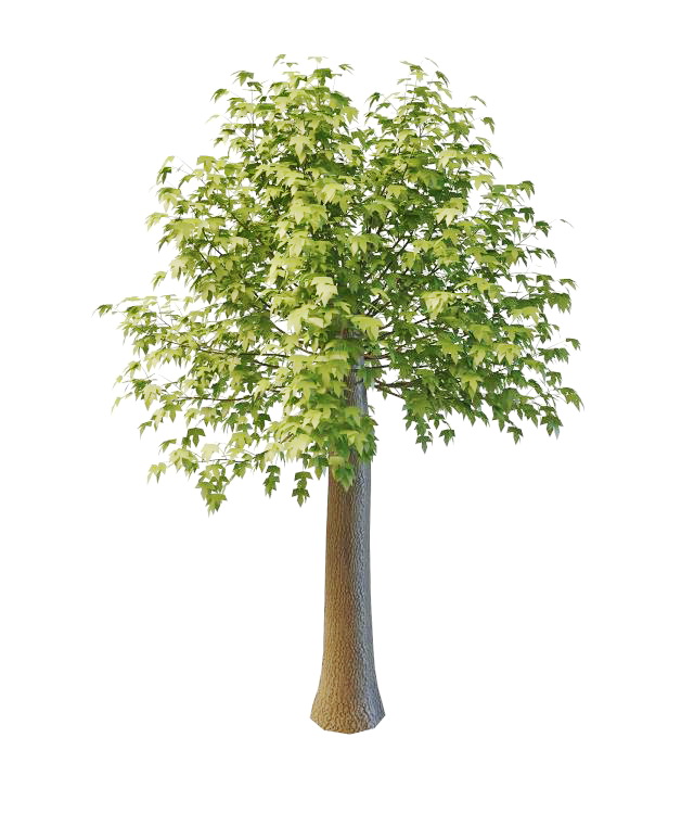 Trim maple tree 3d rendering