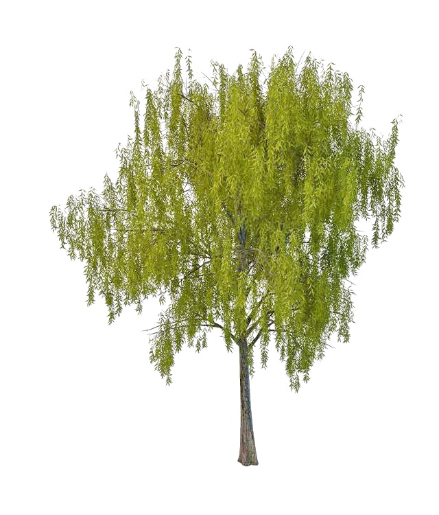 Spring willow tree 3d rendering