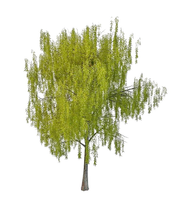 Spring willow tree 3d rendering