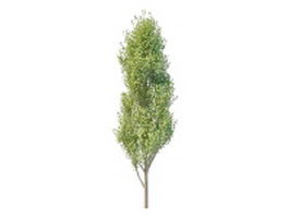 Italian poplar tree 3d model preview
