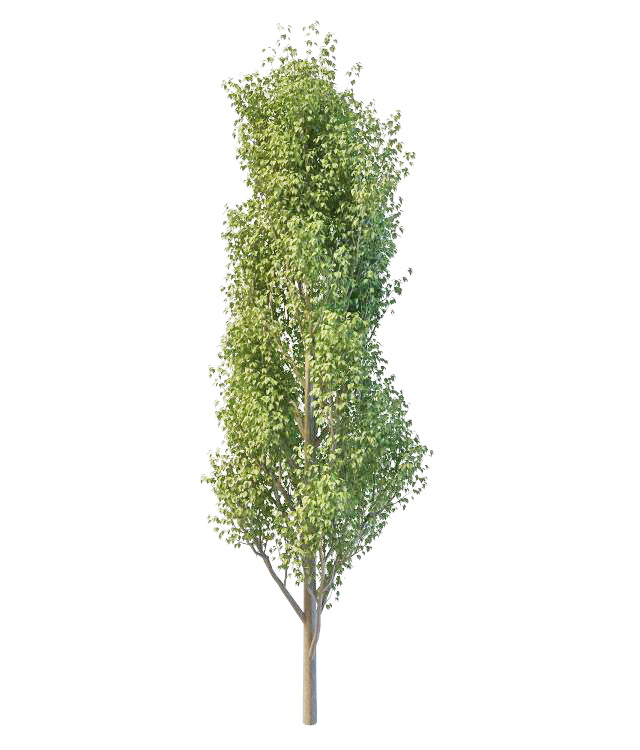 Italian poplar tree 3d rendering