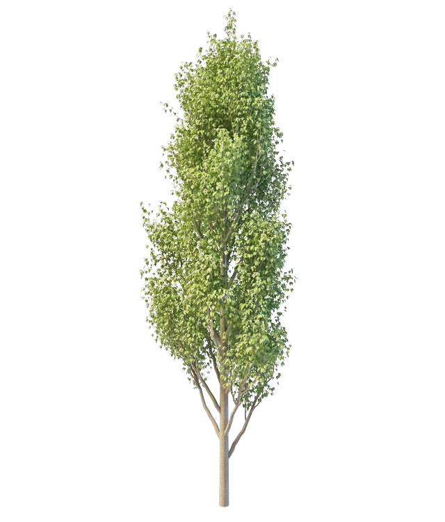 Italian poplar tree 3d rendering