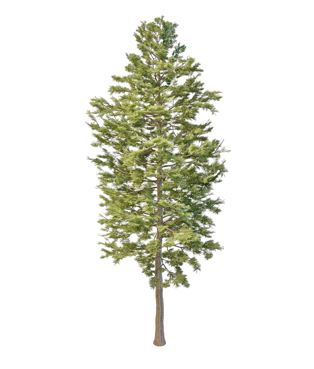 Norway pine tree 3d rendering