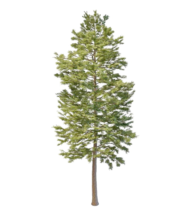 Norway pine tree 3d rendering