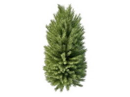 Ornamental coniferous pine 3d model preview