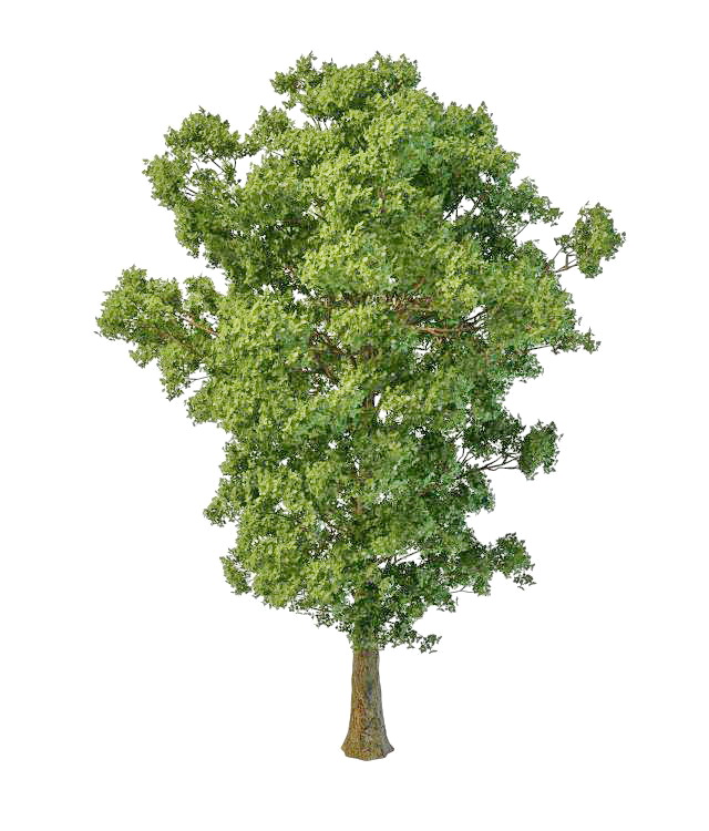 Paper mulberry tree 3d rendering