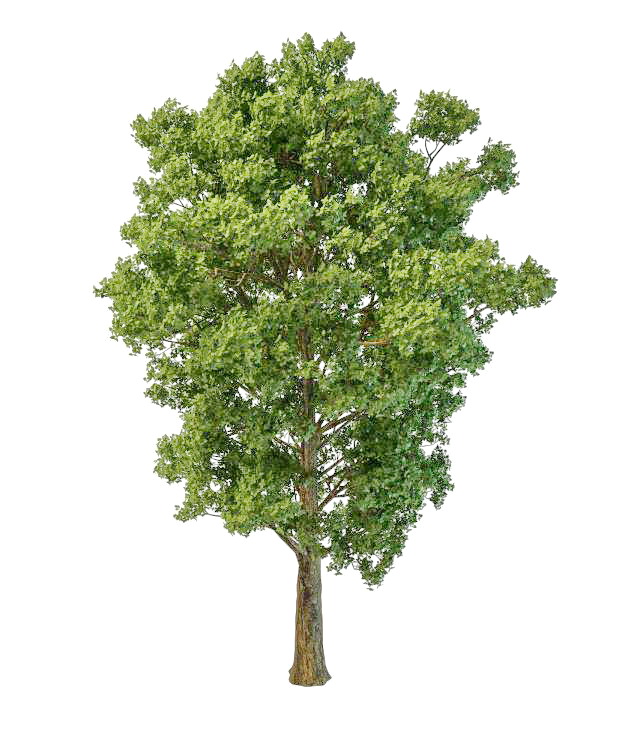 Paper mulberry tree 3d rendering