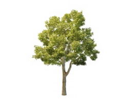 North American oak tree 3d model preview