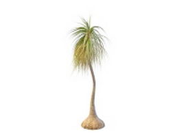 Ponytail palm tree 3d model preview
