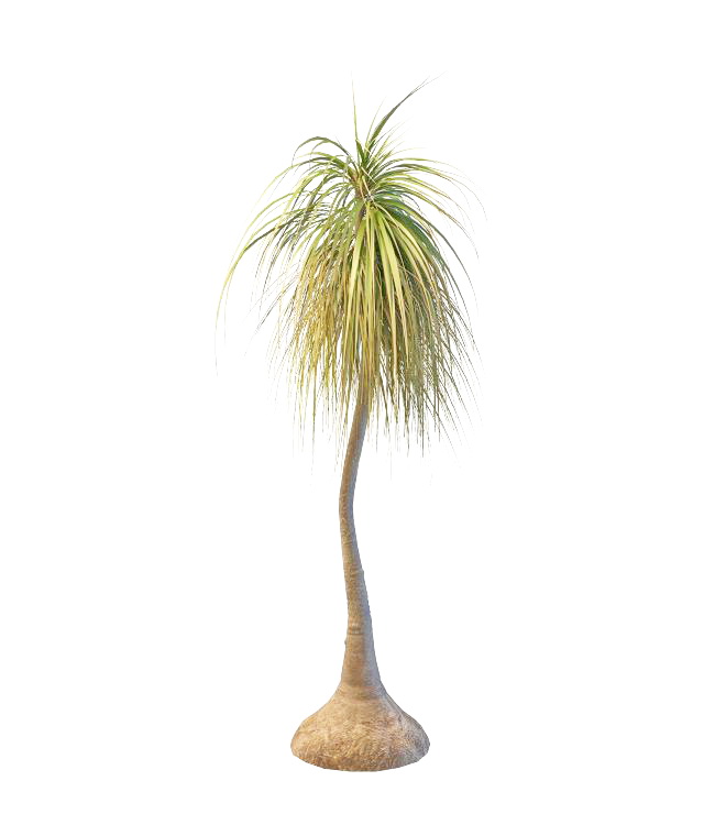 Ponytail palm tree 3d rendering