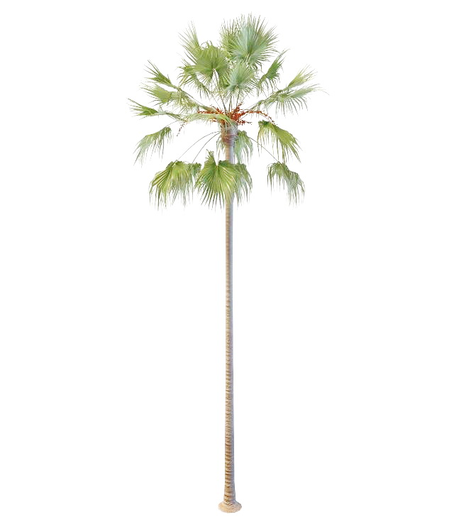 Blooming coconut tree 3d rendering