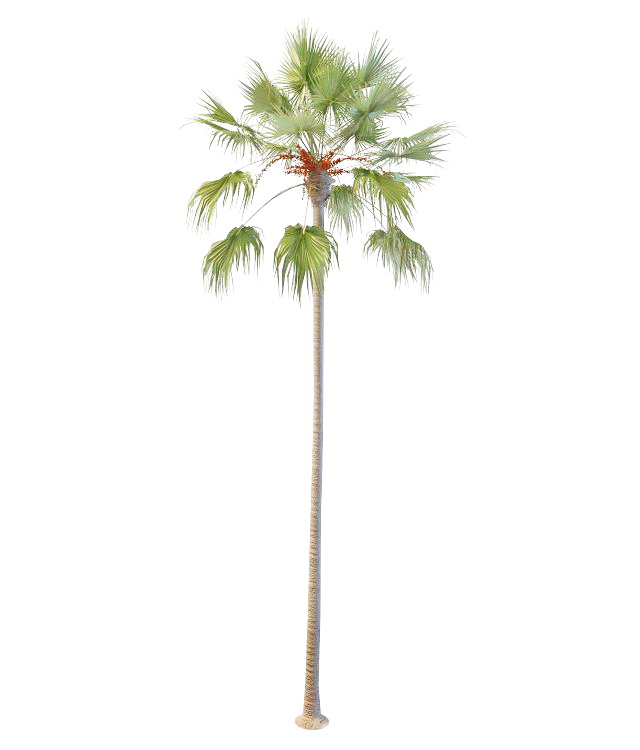 Blooming coconut tree 3d rendering