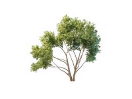 Ornamental peach tree 3d model preview