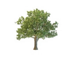 Oregon white oak tree 3d model preview