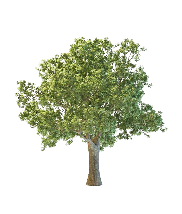 Oregon white oak tree 3d rendering