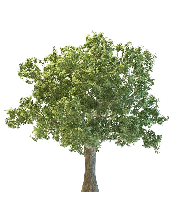 Oregon white oak tree 3d rendering