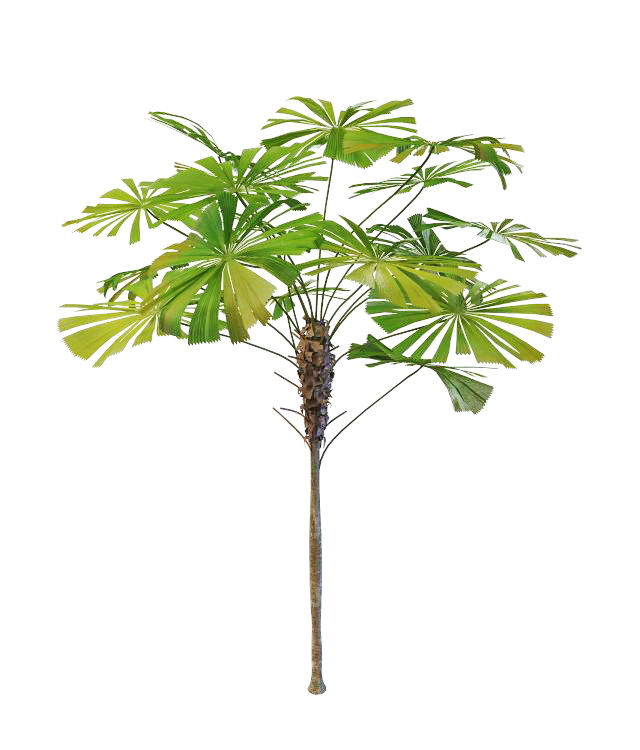 Latania palm tree 3d rendering
