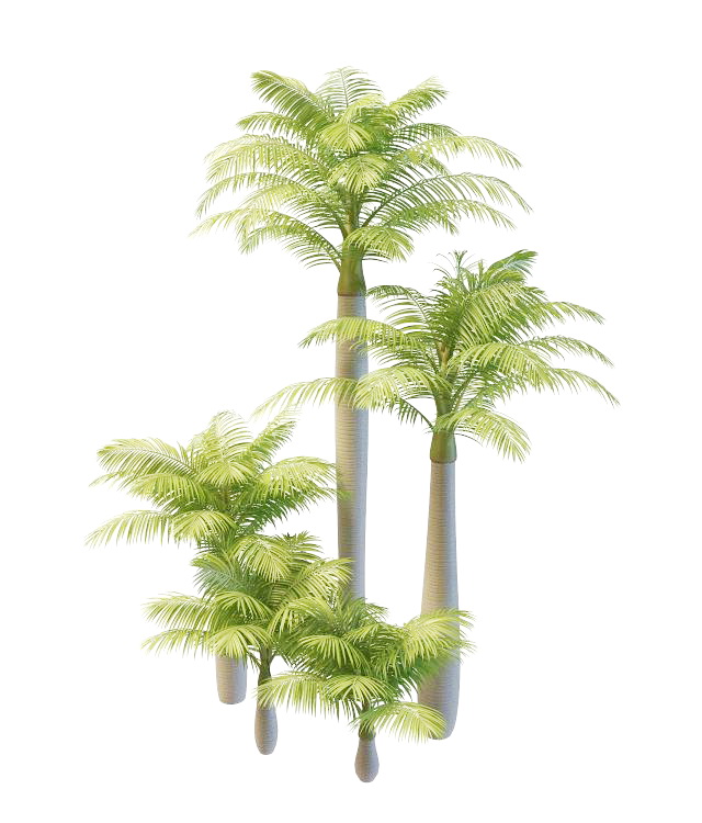 Alexandra palm trees 3d rendering