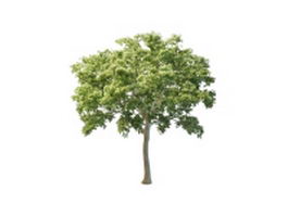 White elm tree 3d model preview
