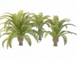 Dwarf date palm trees 3d model preview