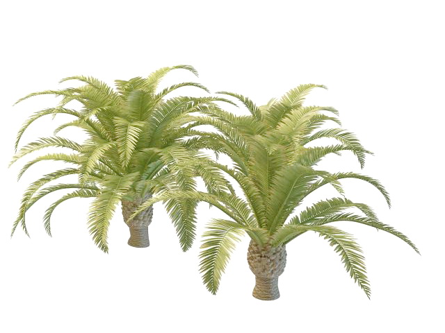 Dwarf date palm trees 3d rendering