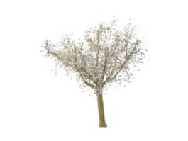 White maple tree 3d model preview