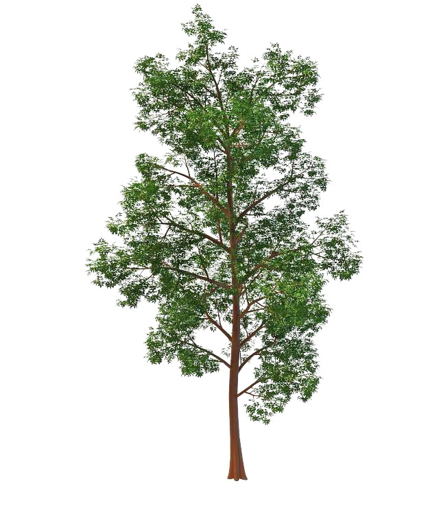 Old red pine tree 3d rendering