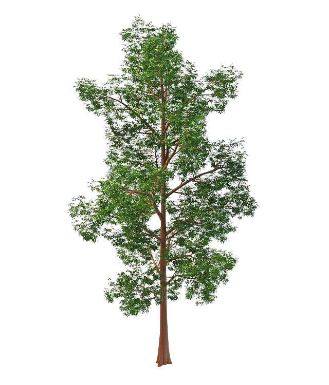 Old red pine tree 3d rendering