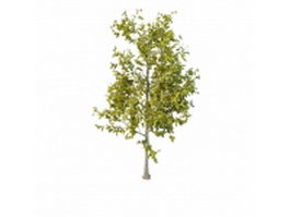 Old aspen tree 3d model preview