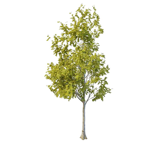 Old aspen tree 3d rendering