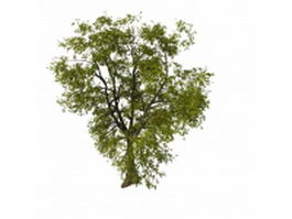 Old linden tree 3d model preview