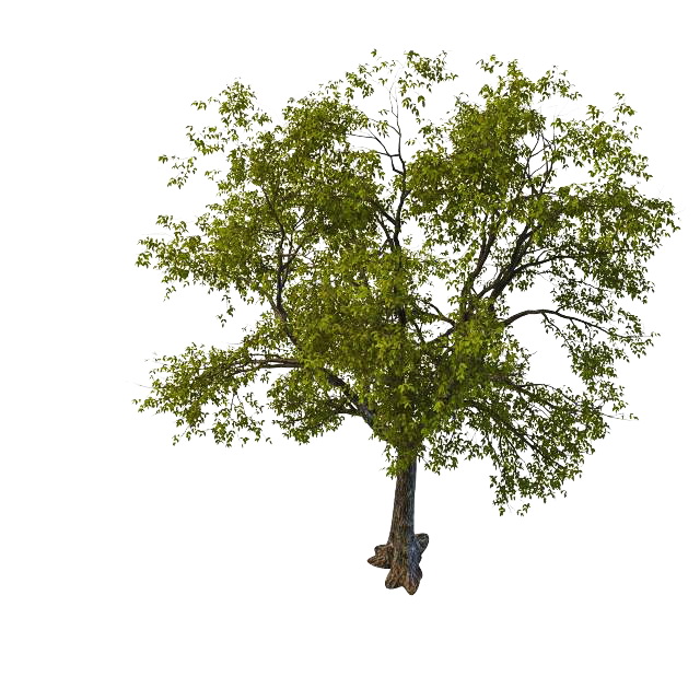 Old linden tree 3d rendering